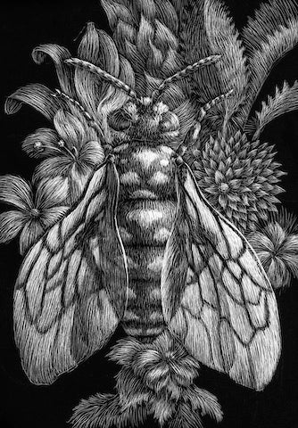 original scratchboard, cuckoo bee
