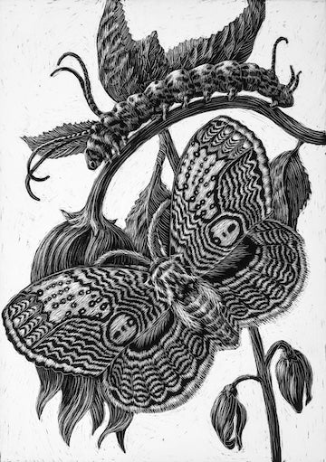 Original scratchboard, owl moth